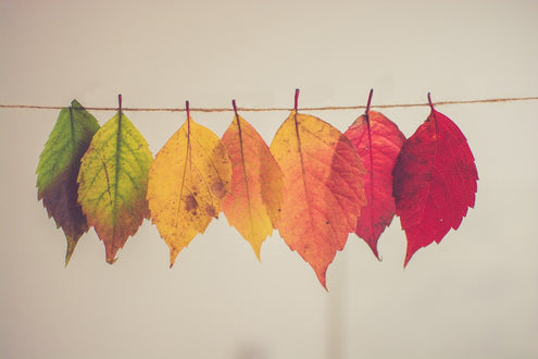 The Power of Gratitude & Why We’re Thankful for our Bodies
